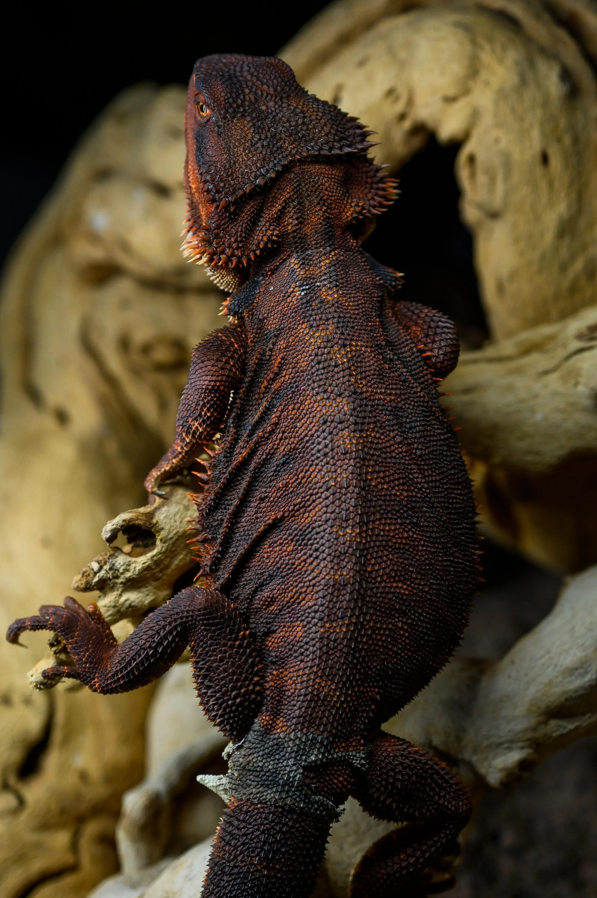 The Black Bearded Dragon — BIBLICAL DRAGONS